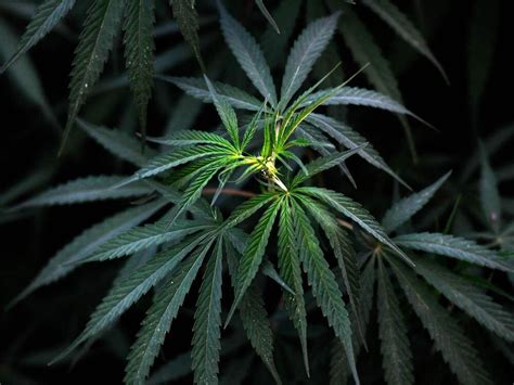 Three Men Sentenced To Life For Transporting 6 Kilograms Of Cannabis