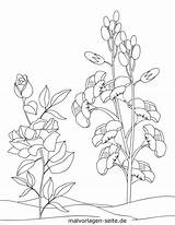 Malvorlage Ausmalbilder Ausmalbild Blühende Blütenpflanze sketch template