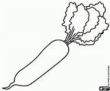 Daikon Radish Rave Ravanello Verdures Verdure Potato Rabanete sketch template