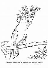 Papagei Ausmalbilder Parrots Momjunction sketch template