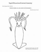 Anatomy Grasshopper Squid sketch template
