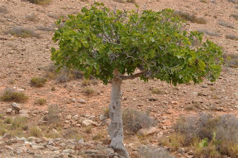 feigenbaum im garten experten tipps vom kauf bis zur pflege plantura