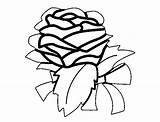 Rose Flower Coloring Coloringcrew sketch template