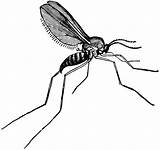Gnat Clipart Gnats Fungus Gall Knat Etc Rid Clipground Small Flies Medium Usf Edu Original Large 20clipart Houseplants Flying sketch template
