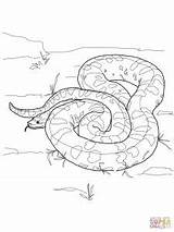 Anaconda Coloring Pages Python Green Drawing Boa Realistic Color Printable Snake Super Constrictor Ball Snakes Supercoloring Colouring Sketch Burmese Template sketch template