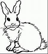 Rabbit Jack Drawing Coloring Pages Getdrawings sketch template