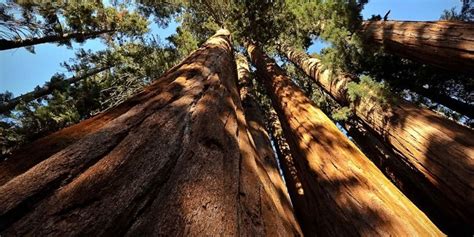 les sequoias geants giant sequoia trees aphadolie