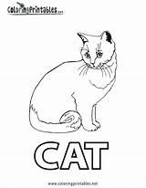 Coloring Pages Cat Printable Kids Cats Color Worksheet Spell Adult Print Blank Detailed Adults Sheets Animal Sheet Prints Animals Bestcoloringpagesforkids sketch template