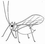 Insect Aphid Drawing Coloring Biology Winged Insects Pages Drawings Aphids Biological Bugs Control Getting Embroidery Rid Greenfly Patterns Hand Resources sketch template