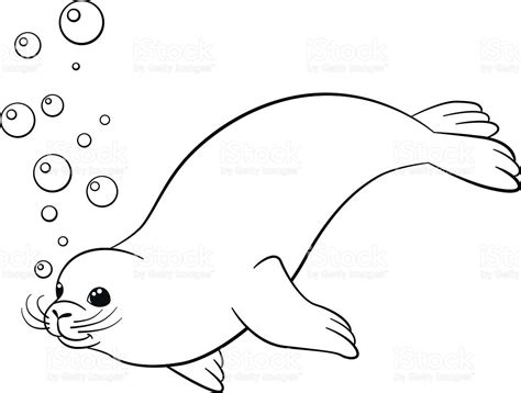 baby seal coloring pages  getcoloringscom  printable colorings