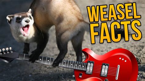 weasel facts song feat weaselface youtube