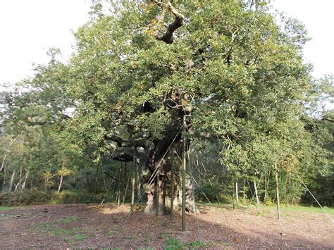 major oak wikipedia