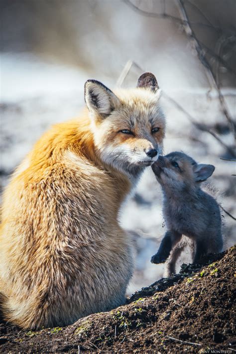 fox family  jinny montpetit px
