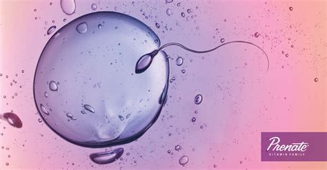 understanding your monthly cycle to improve conception prenate