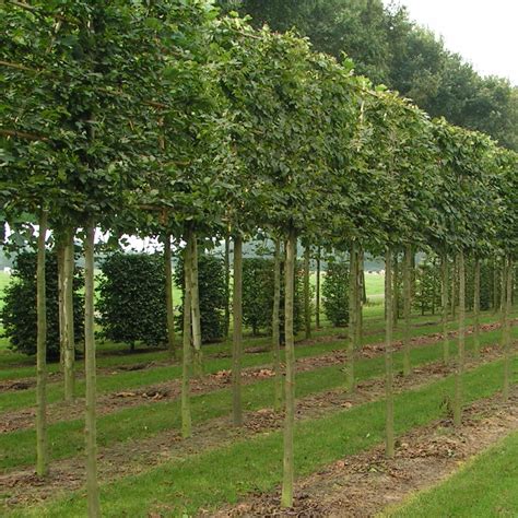 pleached hornbeam trees buy pleached carpinus betulus hedging