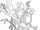 Macaw Hyacinth Scarlet Macaws Designlooter sketch template