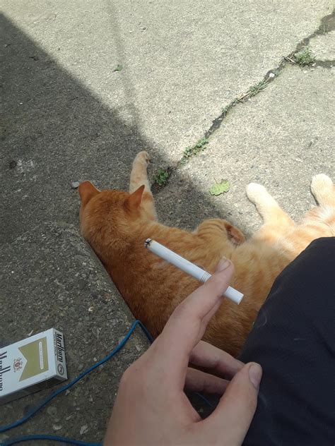 Smoke Break With Kitty Cigarettes
