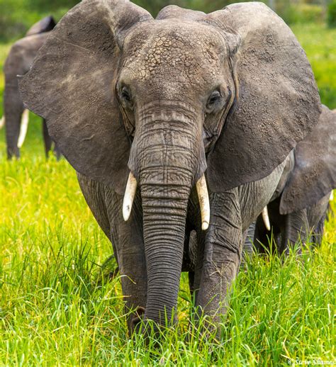 elephant head  tarangire national park tanzania  steve