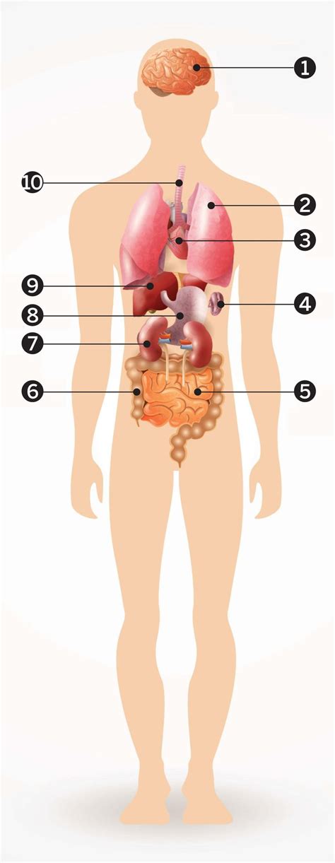 anatomie lichaam organen zcj agbc