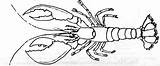 Homard Lobster Langosta Animales Animaux sketch template