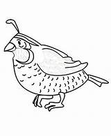 Quail Coloring Pages Preschool Drawing Color Printable Realistic Animals Kids Colorluna Worksheets sketch template
