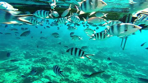 mauritius wonderful snorkeling beaches travel tips