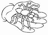 Coloring Spider Pages Spiders Tarantula Kids Holding Scary Fun Comments sketch template