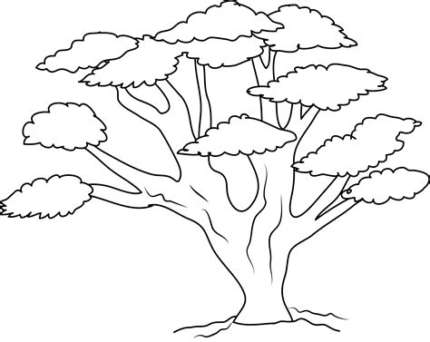 oak tree coloring page  clip art