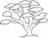 Tree Oak Clipart Outline Coloring Clip Drawing Cliparts Sweetclipart Trees Line Collection Pages Library Clipground Drawings Illustrations Clipartlook Paintingvalley Transparent sketch template