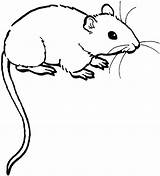 Mouse Coloring Pages Coloringpages1001 Mice sketch template
