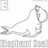 Coloring Elephant Seal Pages Getcolorings Getdrawings sketch template