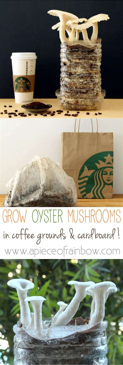 grow mushrooms  coffee grounds  piece  rainbow