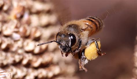 hive jobs  honey bee unraveling  buzz hobby farms