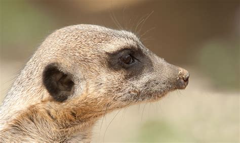 meerkat facts animal facts encyclopedia