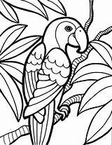 Pirate Parrot Coloring Pages Pittsburgh Getcolorings Pa Printable sketch template