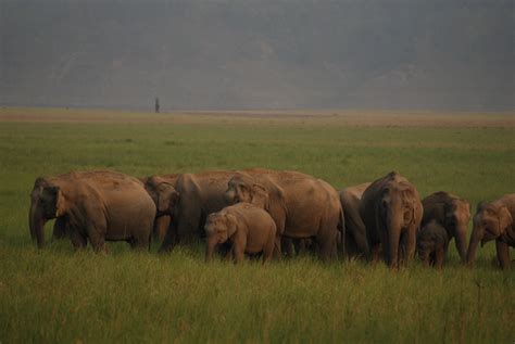 filean elephant herd  jim corbett national parkjpg wikimedia commons