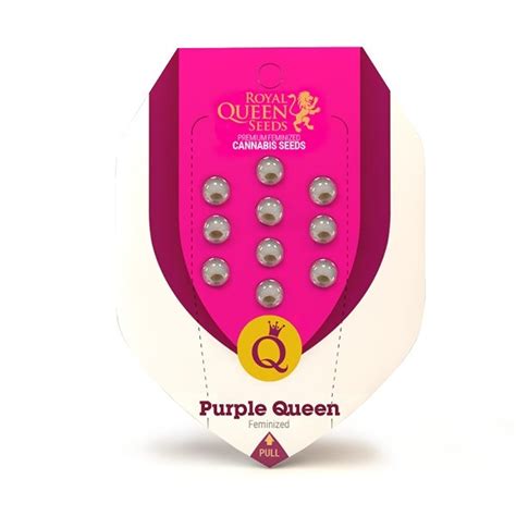 purple queen feminizovana zasadtocz