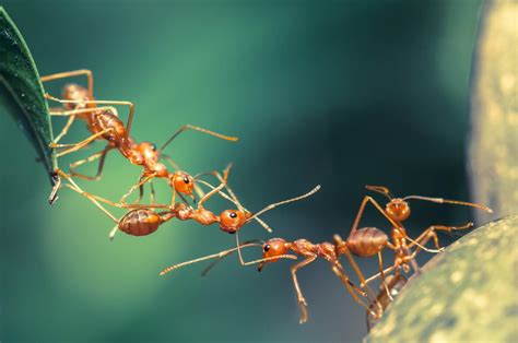 siklus hidup semut tahapan kasta  perkembang biak
