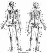 Anatomy Bones Thegraphicsfairy Skeletal Worksheet Halloween Printout Physiology Mori Memento Zibi sketch template