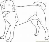 Labrador Cachorrinhos Coloringpages101 Cachorro sketch template