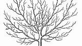 Coloring Acacia Tree Getdrawings sketch template