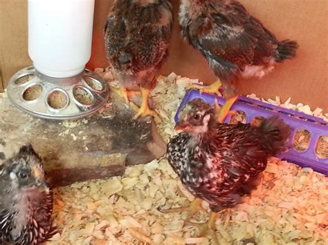 help sexing 3 silver laced wyandotte chicks 5 weeks old