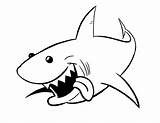 Shark Usable Timvandevall sketch template