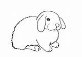 Floppy Eared Easyanimals2draw Hind sketch template