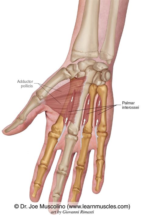 palmar interossei learn muscles