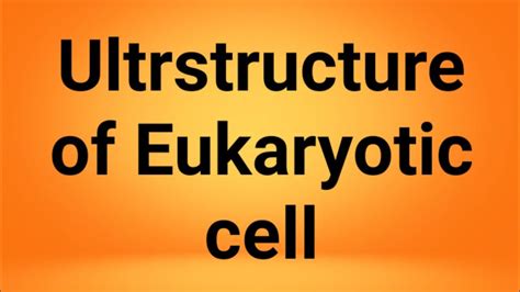 eukaryotic cell  animal cell youtube