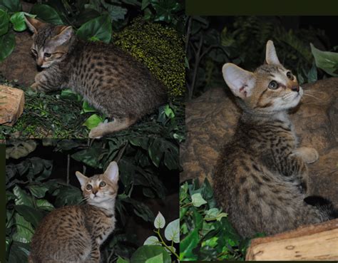 F3 Savannah Kittens For Sale At Majestic Savannahs
