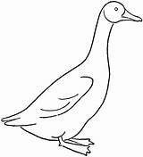 Goose Drawing Geese Draw Step Drawings Tutorial Bird Drawinghowtodraw Birds Duck Cartoon Pages Animal Things sketch template