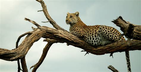 specialist wild animal safaris  africa