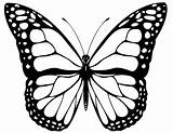 Kupu Schmetterling Ausmalbilder Mewarnai Ausmalen Drucken Vorlagen Diwarnai Genial Schmetterlinge Bisa Erwachsene Mariposa Kostenlose Malvorlagen Kinder sketch template